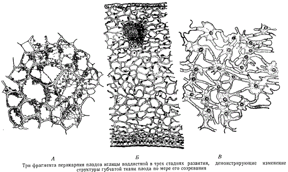 Три фрагмента перикарпия плодов иглицы в трех стадиях развития