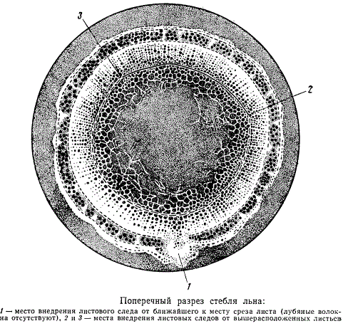 Поперечный разрез стебля льна