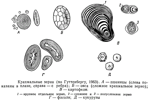 Крахмальные зёрна