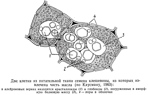Две клетки из питательной ткани семени клещевины