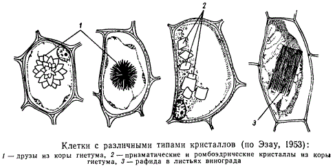 Клетки с различными типами кристаллов