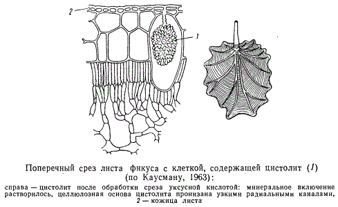 Поперечный разрез листа фикуса с клеткой, содержащей цистолит