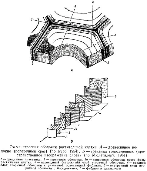 Схема строения оболочки растительной клетки