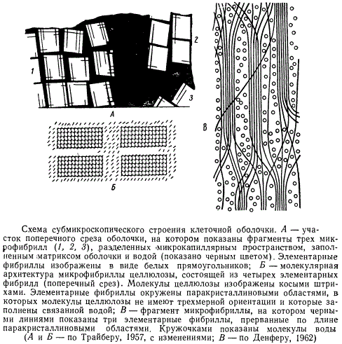 Схема субмикроскопического строения клеточной оболочки