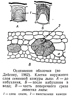 Ослизнение клеточной оболочки