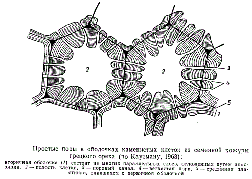 Простые поры в оболочках каменистых клеток из семенной кожуры грецкого ореха