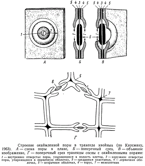 Строение окаймлённой поры в трахеиде хвойных