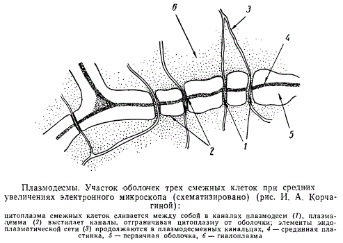 Плазмодесмы