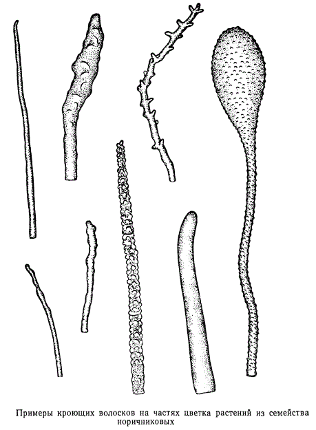 Примеры кроющих волосков на частях цветка растений из семейства норичниковых