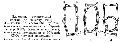 Плазмолиз растительной клетки