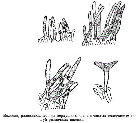 Волоски, развивающихся на верхушках молодых колосковых чешуй различных пшениц