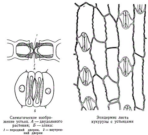 Схематическое изображение устьиц