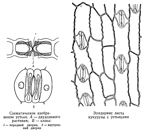 К какой ткани относится устьица у растений