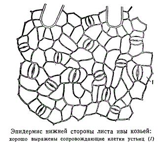 Эпидермис нижней стороны листа ивы козьей