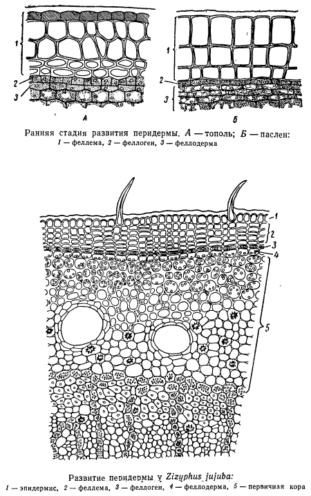Развитие перидермы