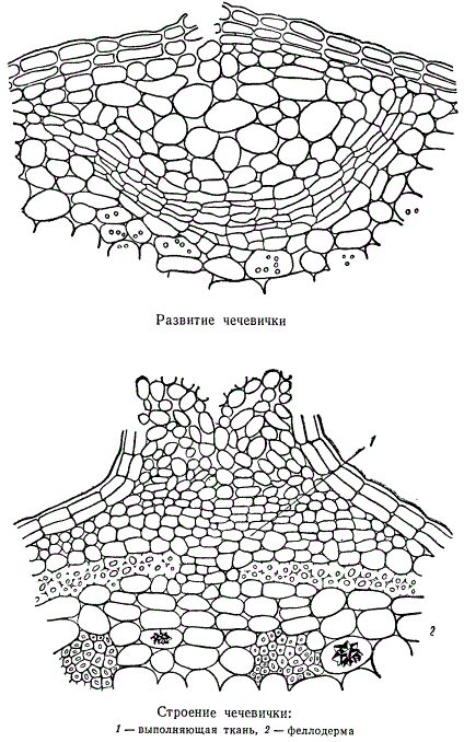Развитие и строение чечевички
