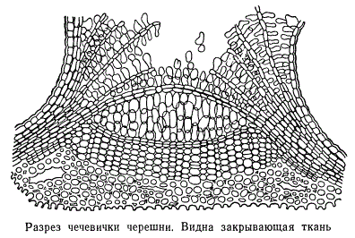 Разрез чечевички черешни