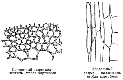Поперечный и продольный разрез колленхимы стебля картофеля