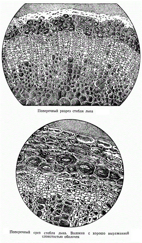 Поперечный разрез стебля льна