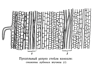 Продольный разрез стебля конопли