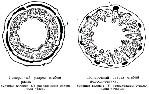 Поперечный разрез стебля рами и подсолнечника