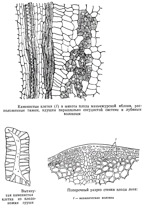 Разрез стенки плода льна; клетка из плодоножки груши