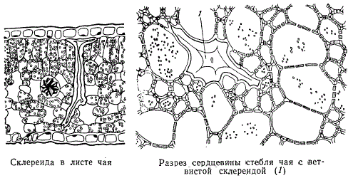 Склереида в листе чая; разрез сердцевины листа чая с ветвистой склереидой