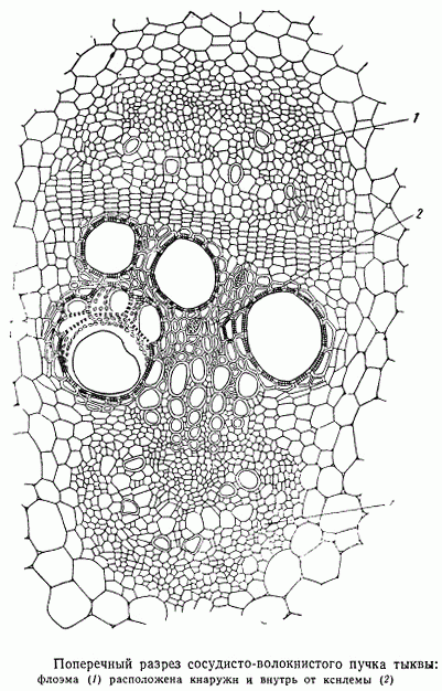 Поперечный разрез сосудисто-волокнистого пучка тыквы