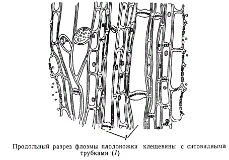 Продольный разрез флоэмы плодоножки клещевины с ситовидными трубками