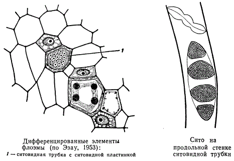 Дифференцированные элементы флоэмы