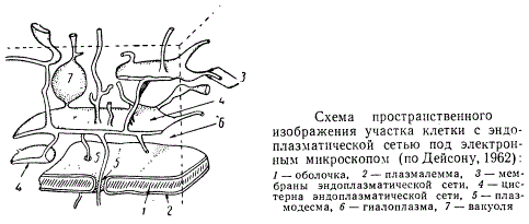 Схема пространственного изображения участка клетки с эндоплазматической сетью