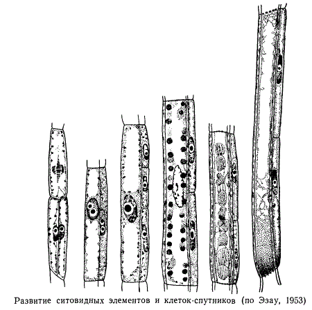 Развитие ситовидных элементов и клеток-спутников