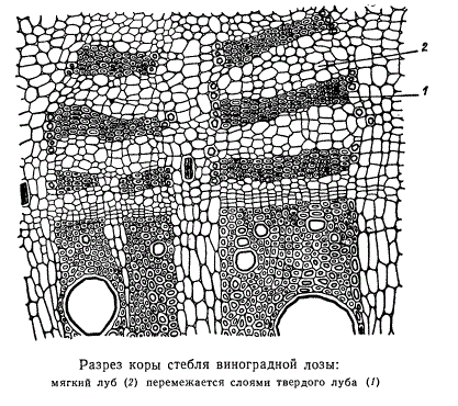 Разрез коры стебля виноградной лозы