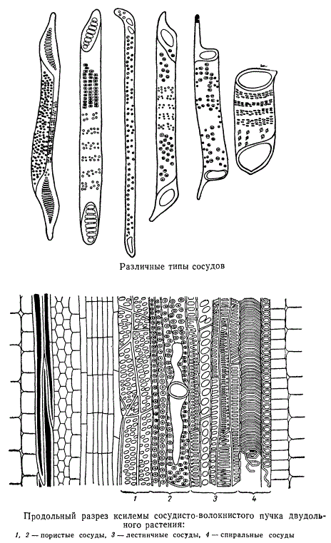 Различные типы сосудов; продольный разрез ксилемы