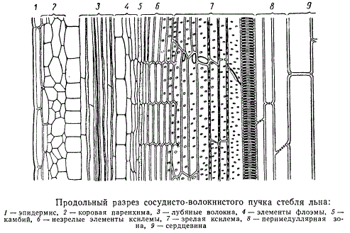 Продольный разрез сосудисто-волокнистого пучка стебля льна
