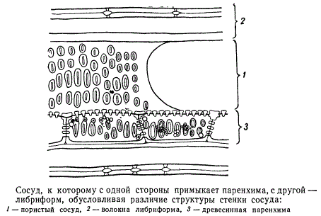 Сосуд, к которому с одной стороны примыкает паренхима, с другой - либриформ