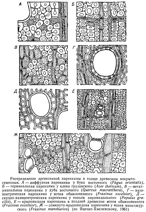 Распределение паренхимной древесины в толще древесины покрытосеменных