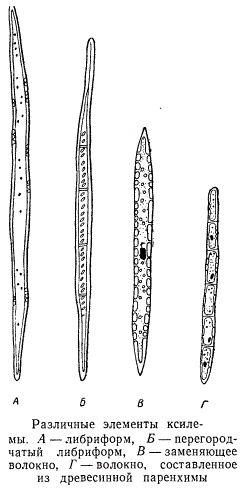 Различные элементы ксилемы