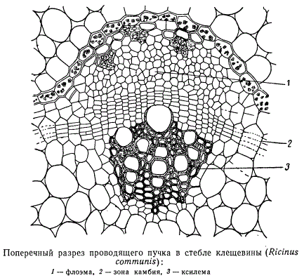Поперечный разрез проводящего пучка в стебле клещевины