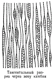 Тангентальный разрез через зону камбия