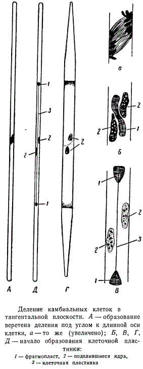 Деление камбиальных клеток в тангентальной плоскости