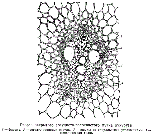 Рассмотрите фотографию проводящего пучка и определите типы. Сосудисто волокнистые пучки стебля кукурузы. Проводящие сосудисто-волокнистые пучки строение. Проводящие сосудисто волокнистые пучки рисунок. Проводящий сосудисто-волокнистый пучок.