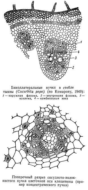 Биколлатеральные пучки в стебле тыквы; пример концентрического пучка