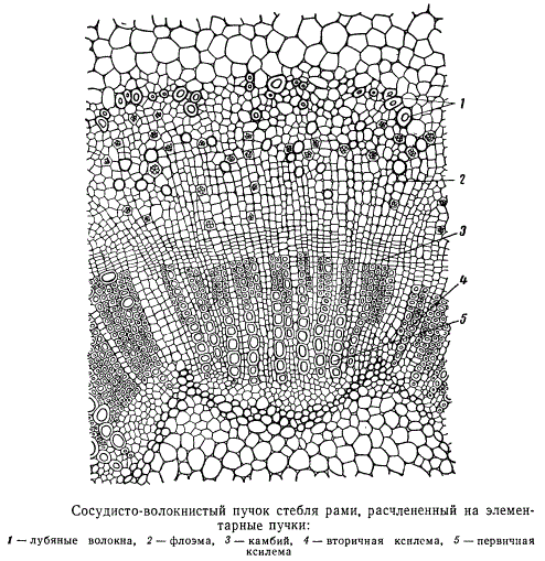 Сосудисто-волокнистый пучок стебля рами