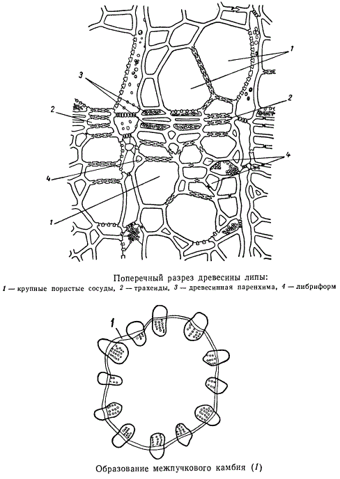 Образование межпучкового камбия; поперечный разрез древесины липы