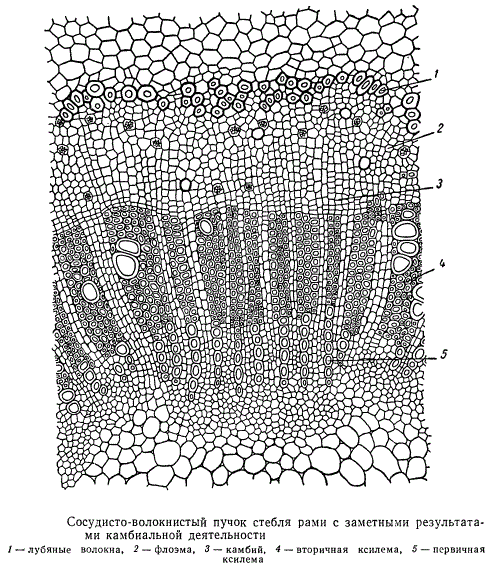 Сосудисто-волокнистый пучок стебля рами с результатми камбинальной деятельности
