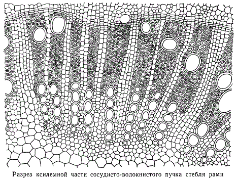 Разрез ксилемной части сосудисто-волокнистого пучка стебля рами