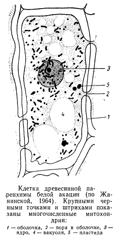 Клетка древесинной паренхимы белой акации