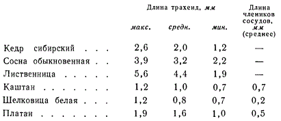 Длины трахеид во сторичной ксилеме древесных растений