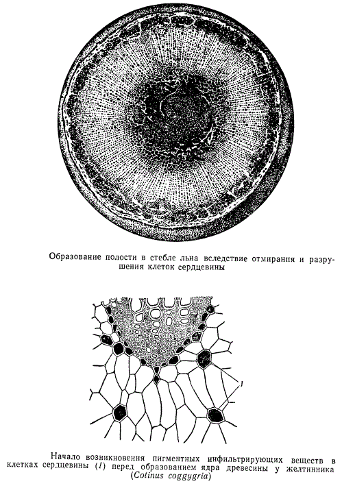Образование полости в стебле льна в следствие отмирания клеток сердцевины